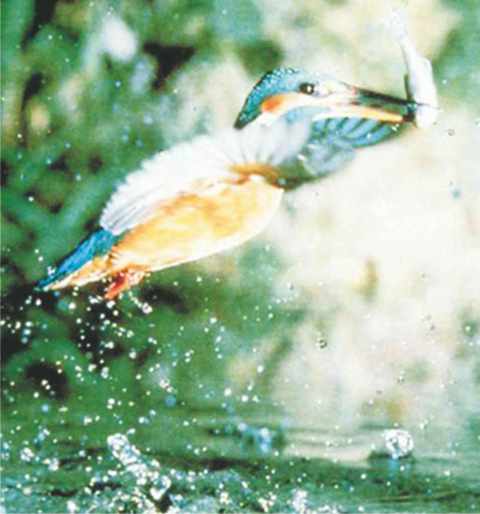 A photograph of a kingfisher which is now able to feed in a previously polluted river which has been cleaned up by treating it with a solution of hydrogen peroxide.